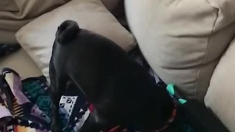 Small black pug jumps to catch toy