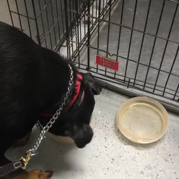 Board and Training - Max - Eating as a Follower