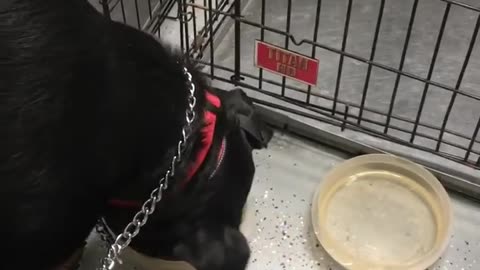 Board and Training - Max - Eating as a Follower