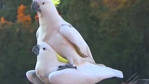 Cockatoo Animals Birds Love Meting Video