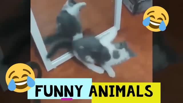 funny cat movement 🤣🤣🤣