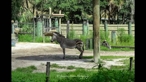 Zoo Tampa in Tampa Fl