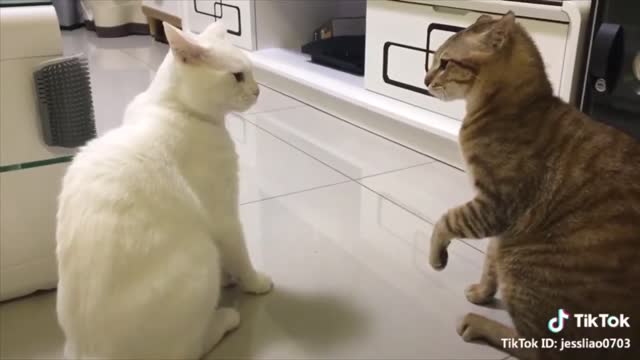 Cute cats talking and playing