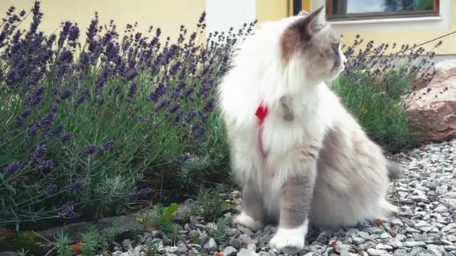 Cat Traveling on Europe Roads .