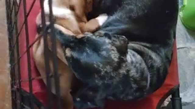 Watch the little dog eating from its mother