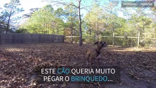 Cão tenta pegar bola e falha espetacularmente!