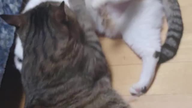 Cats playing tricks on each other.