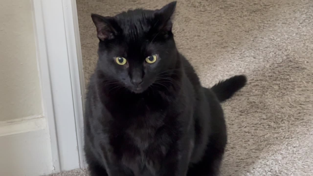 Adopting a Cat from a Shelter Vlog - Cute Precious Piper Guards from the Door Opening