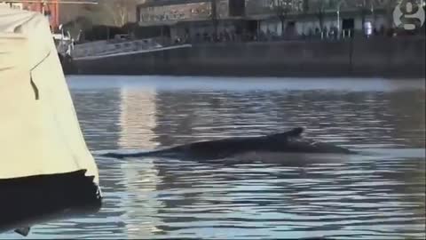 Lost whale seen in Buenos Aires marina