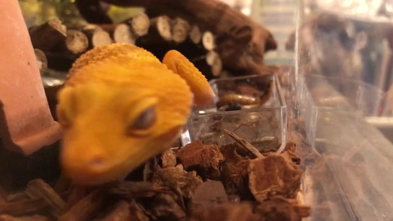My pet overviews