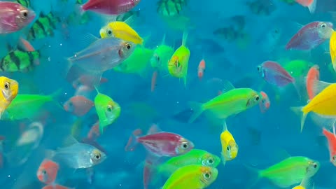 aquarium fish