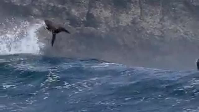 California sea lions