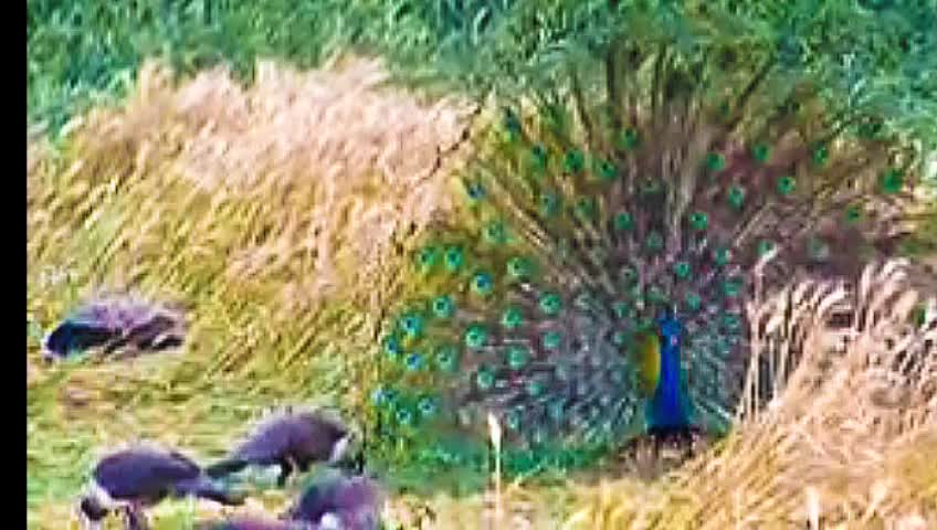 Beauti full peacock Dance video please open video.2022