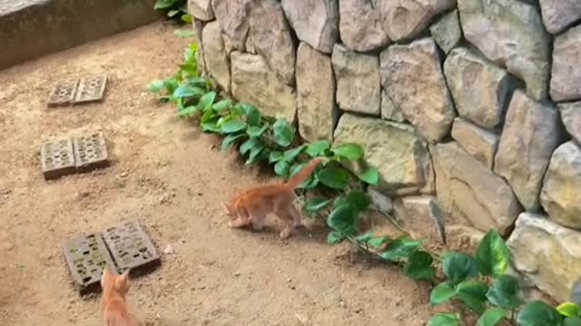 The little cat has a pair of sensitive ears on its head