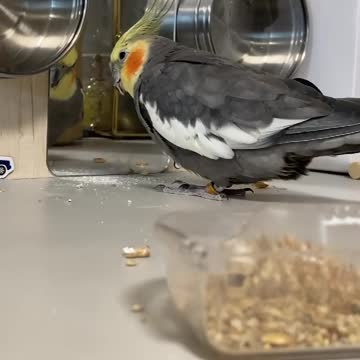 Cocktail bird eats cereal and wanders around the room and looks at itself in the mirror (1)