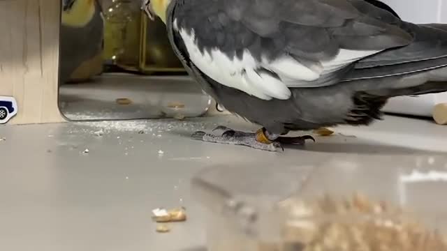 Cocktail bird eats cereal and wanders around the room and looks at itself in the mirror (1)