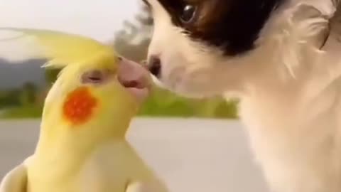 Cute dog and parrot funny video