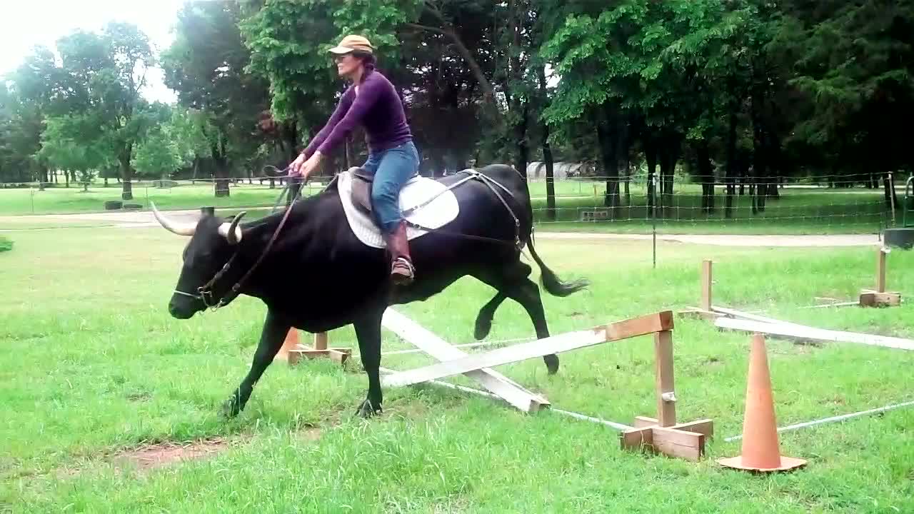 Saddle Trained Texas Longhorn Cow Premier Exxonna