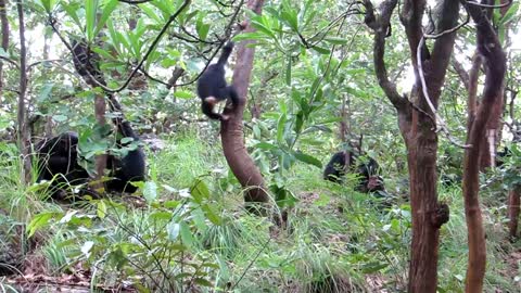 Baby Chimps Playing In The Rainforest (CUTE)