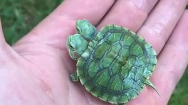 Cute little two headed turtle