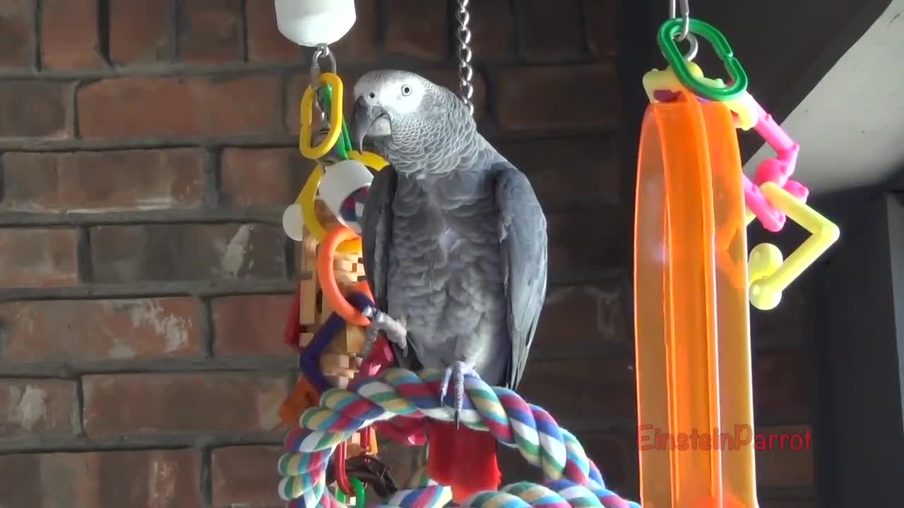 Einstein Parrot can talk better than most humansp3