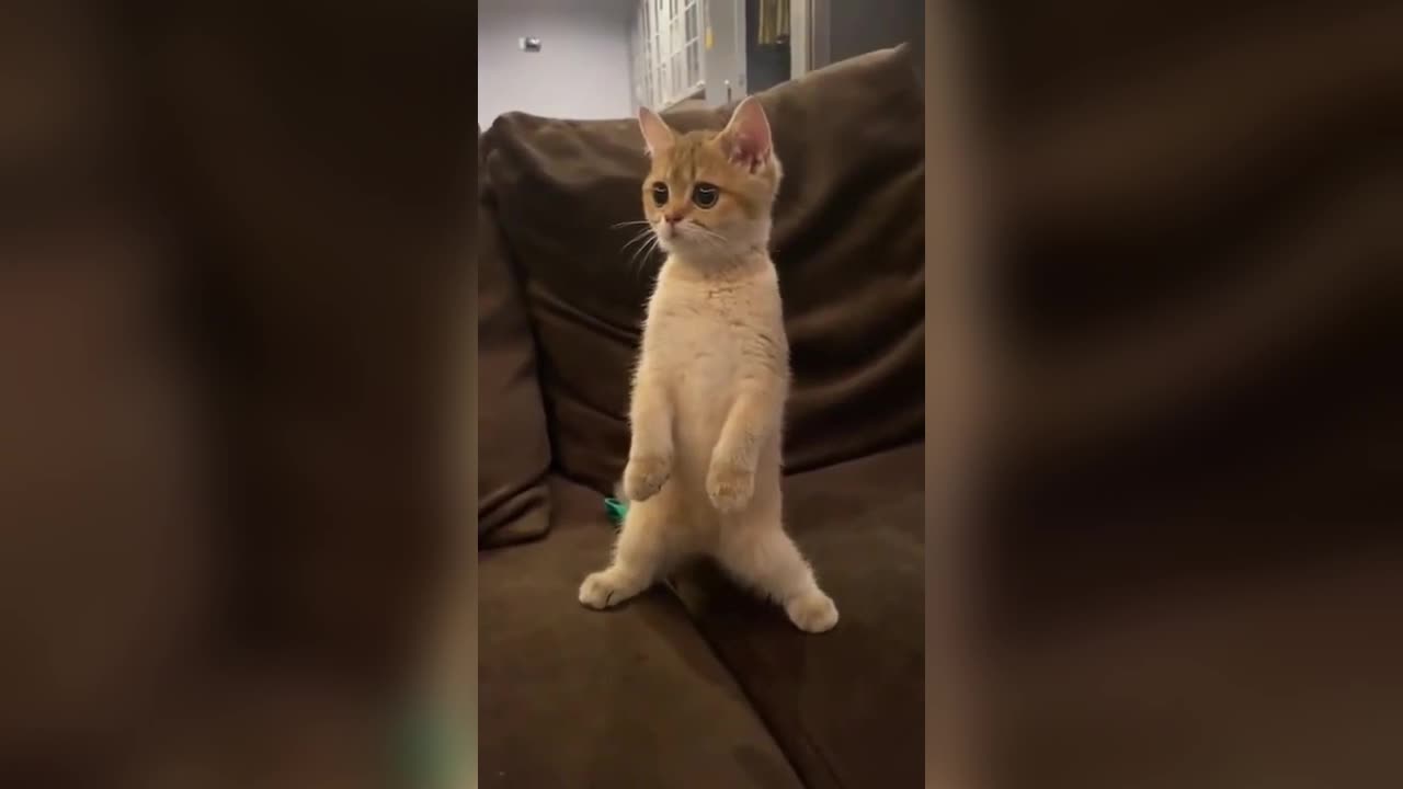 Cute Kitten Stands on Two legs