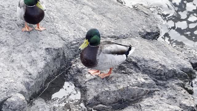 Central Park Duck Pond - New York City