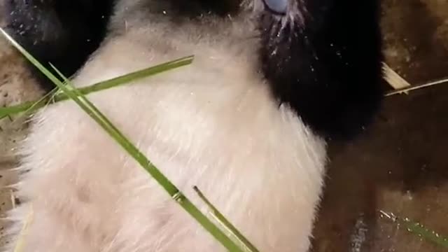 I will show you how to eat Bamboo easily, Panda