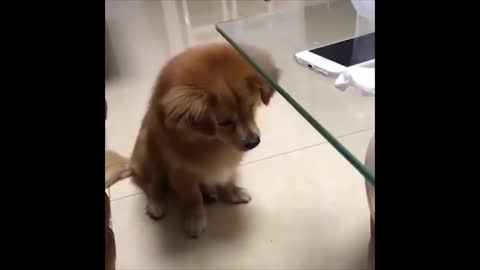 Funny pets miniclip