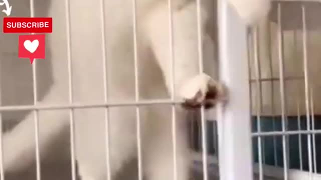 #savagly #funny #tiktoks #shorts #ring #doorbell #pets #porch pirates