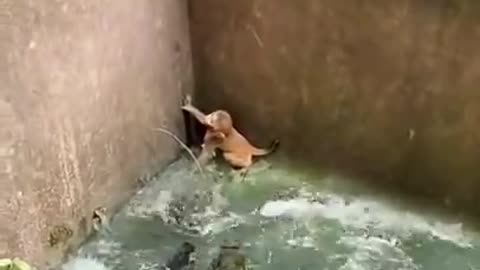 Monkey 🐒 baby trapped in crocodile's 🐊 pond