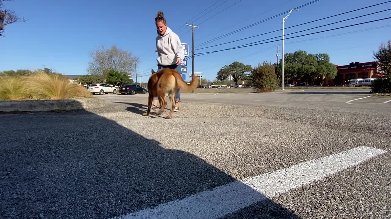 Belgian Malinois LOBO dog training