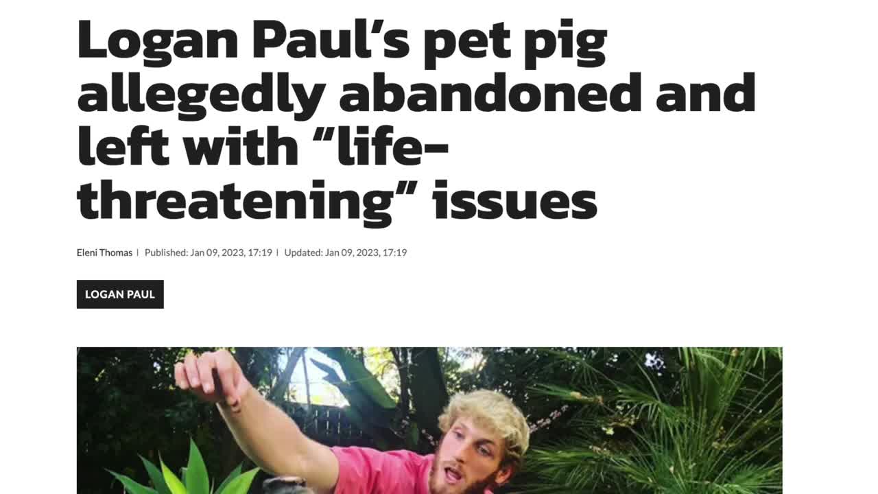 🐷 Lawyer on Logan Paul's Pig Rescued Due to Life Threatening Infection 🐷