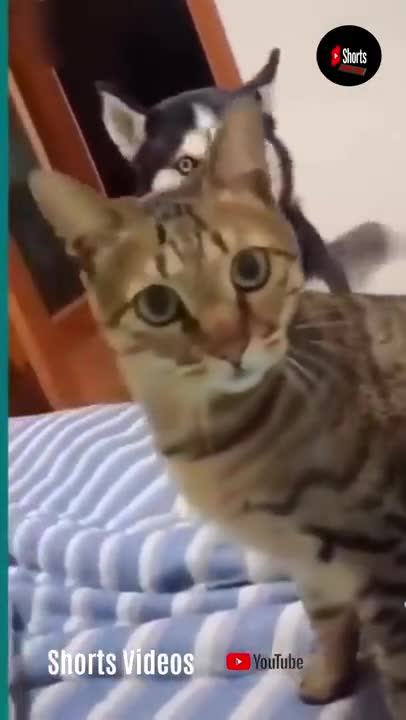 Cats and dogs fighting very funny