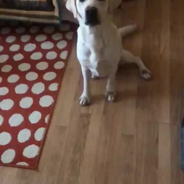 Labrador dog catches a treat