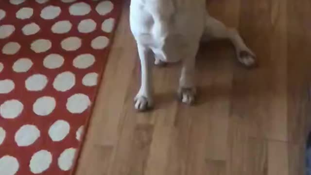 Labrador dog catches a treat