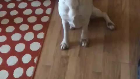 Labrador dog catches a treat