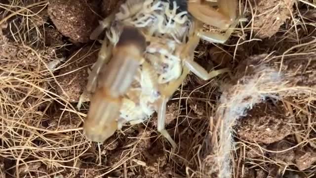 small Scorpion born of a Scorpion mother