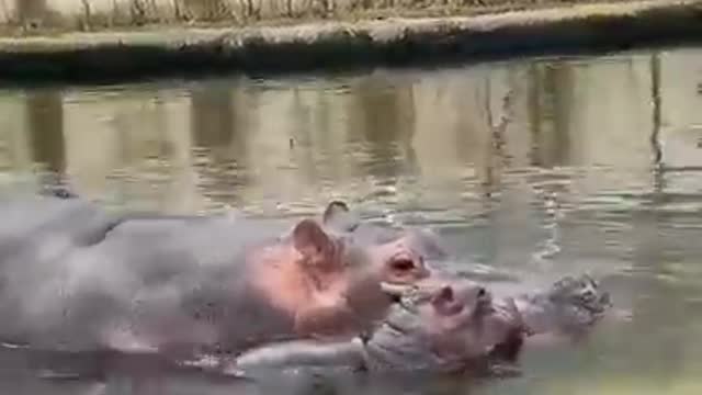 This Baby Hippo Loves Playing With Its Mother