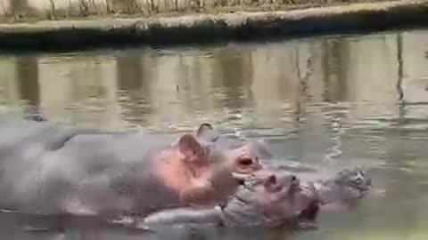 This Baby Hippo Loves Playing With Its Mother