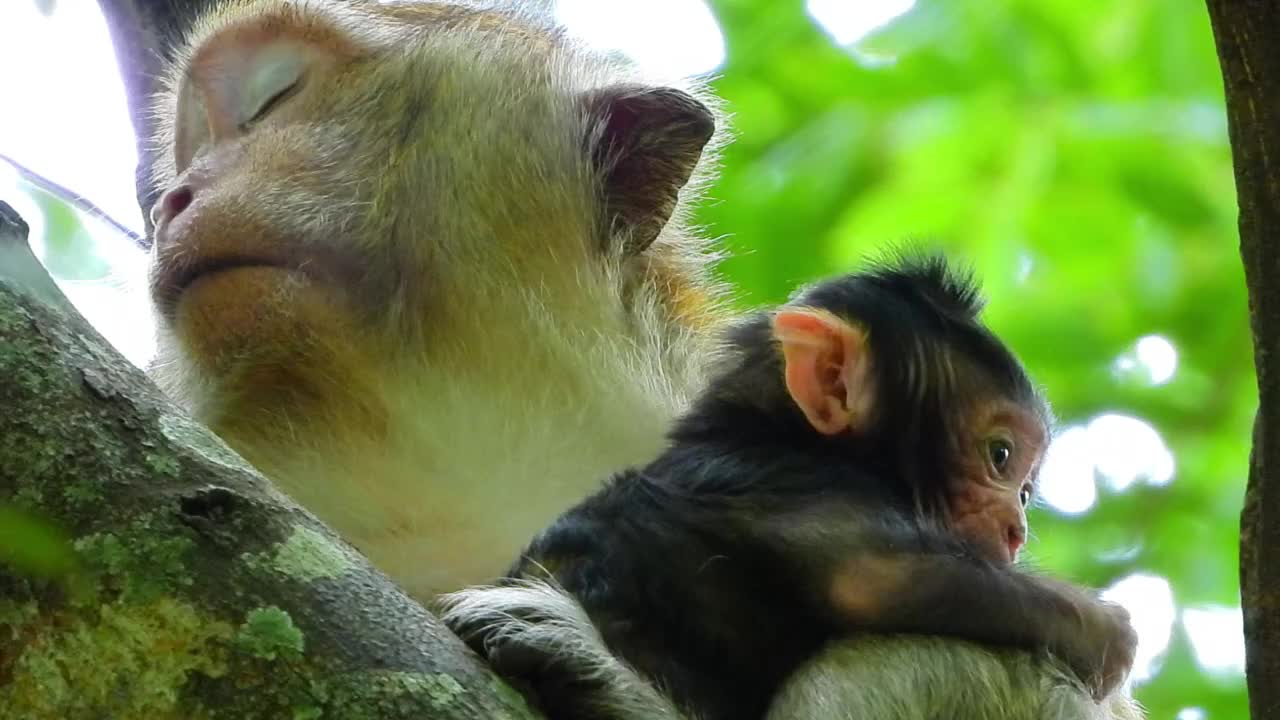 Branda wakes up but mom still sleep