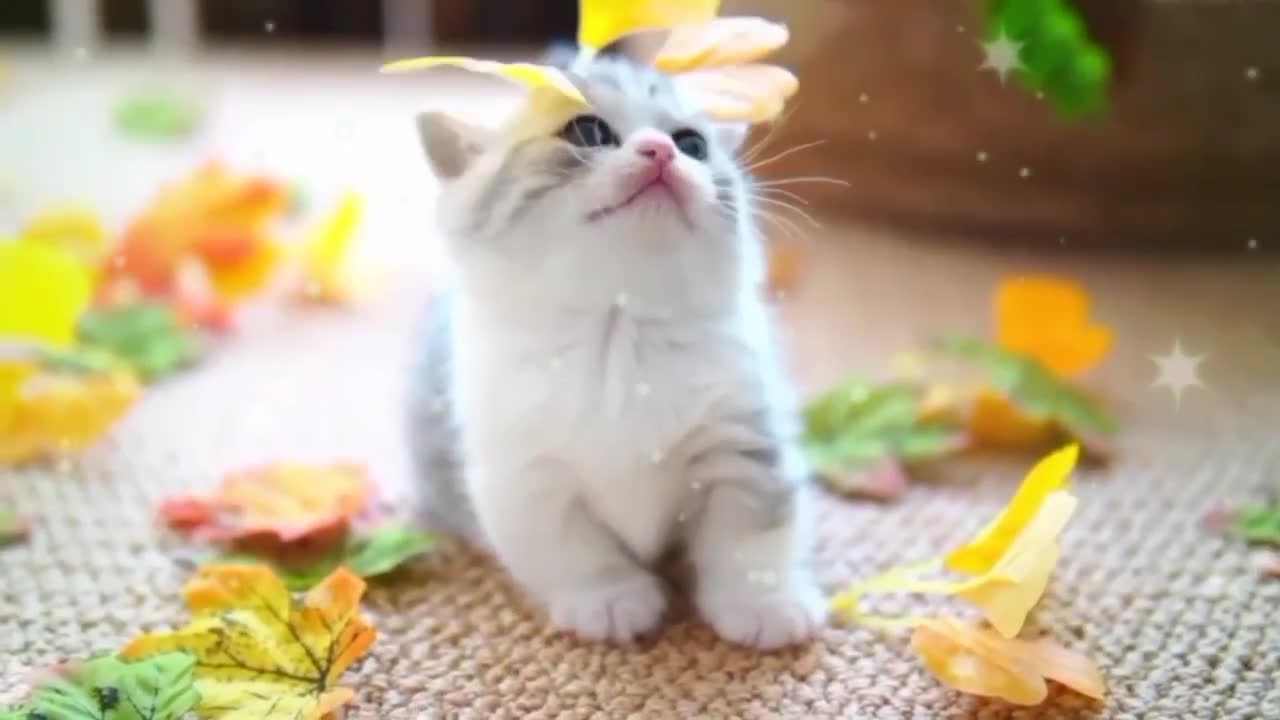 Funny Cats - Cats Meowing - Kittens Meowing - Cute Kittens Meowing _ Funny Animal Kids Videos