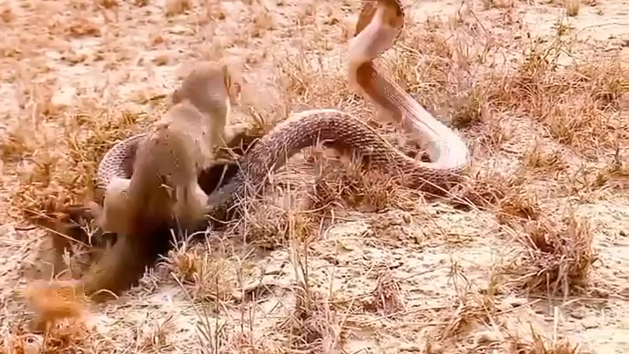 Nature Creature
