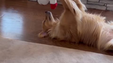 Puppy Makes Excellent Sparring Partner