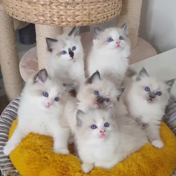 Cute Kittens 😍😍