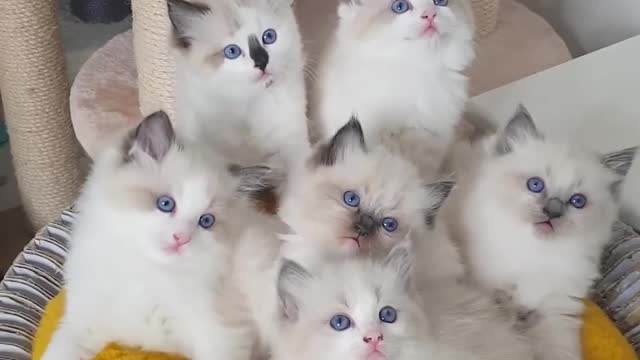 Cute Kittens 😍😍