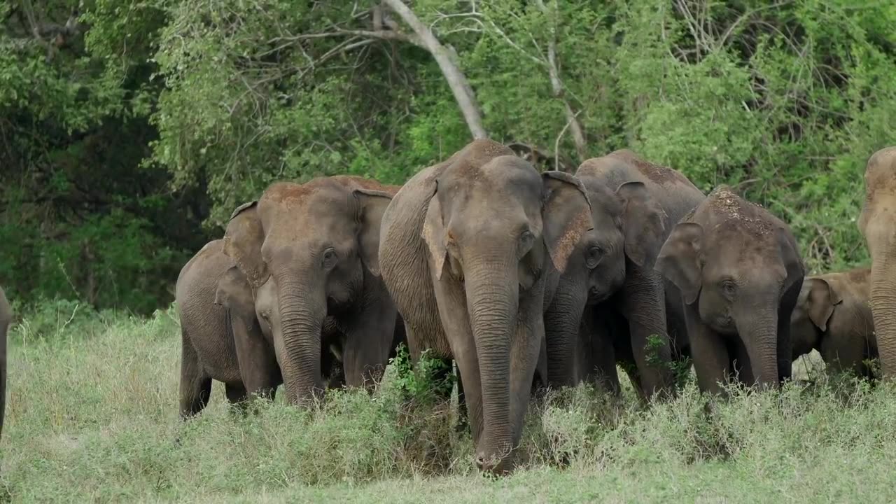 A herd of elephants grazing in the wild