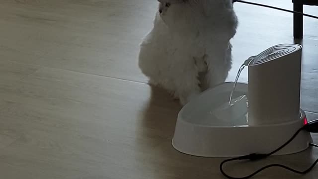 Cat in front of water purifier