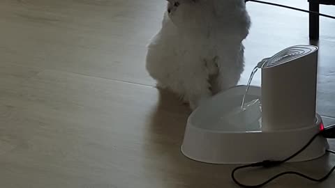 Cat in front of water purifier