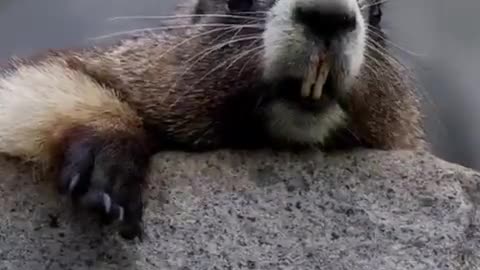 Marmota em Foco: Diálogos do Subterrâneo